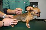 CHIHUAHUA - PIQURE 015